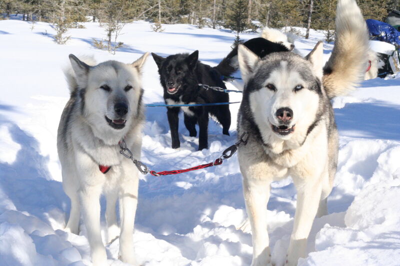 The image shows three dogs in a snowy environment. Two of the dogs are Huskies, one with a white and gray coat and the other with a white coat. They are harnessed together and appear to be pulling something. A third dog, which is black, is standing behind them. The dogs are surrounded by snow, and there are trees visible in the background.